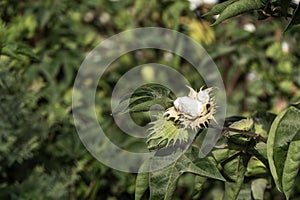 Field of ripe cotton balls in the countryside