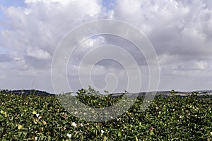 Field of ripe cotton balls in the countryside