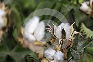 Field of ripe cotton balls in the countryside