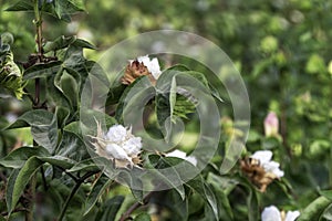 Field of ripe cotton balls in the countryside