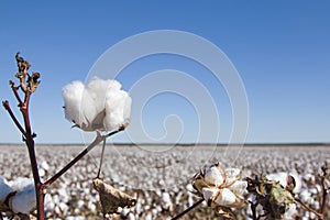 Field of Ripe Cotton Plants