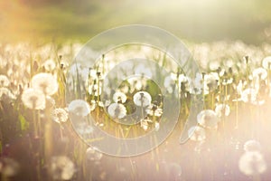 Field of ripe dandelions in the sunset sun