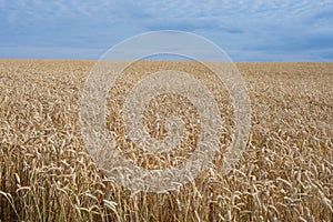 Field of ripe golden ears of wheat in the countryside under blue sky