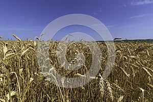 Field of ripe golden wheat against a blue sky