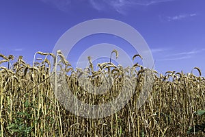 Field of ripe golden wheat against a blue sky
