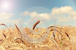 Field of ripe golden wheat against a blue sky