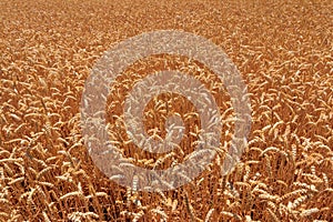 Field of ripe golden wheat close-up