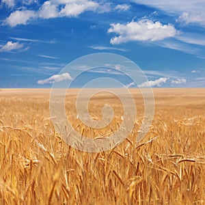 Field of ripe golden wheat ears on cloudy blue sky