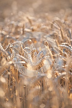 A field of ripe golden wheat lit by warm sunset light. Selective