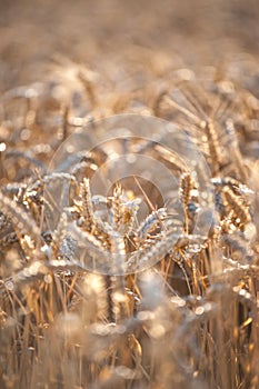 A field of ripe golden wheat lit by warm sunset light. Selective