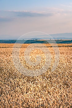 A field of ripe golden wheat lit by warm sunset light. Selective