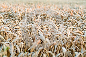 A field of ripe golden wheat lit by warm sunset light. Selective