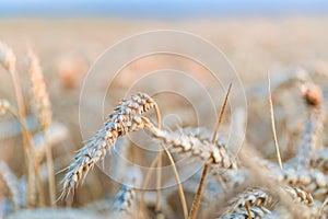 A field of ripe golden wheat lit by warm sunset light. Selective