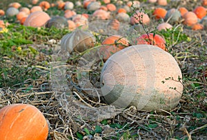 Field of ripe pumpkins