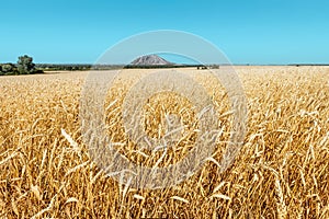 Field of ripe rye in the golden rays of the setting sun. Lonely mountain Shihan in Bashkiria in the background