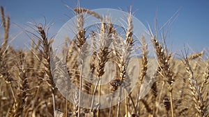 A field of ripe spiny wheat. harvest season