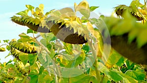 Field of ripe sunflowers.sunflower seeds abundance. Sunflower harvest.sunflowers galore.Sunflower oil raw material