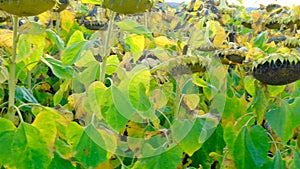 Field of ripe sunflowers. sunflowers galore.sunflower seeds abundance.