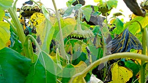 Field of ripe sunflowers. sunflowers galore.sunflower seeds abundance.