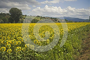 Field of ripe sunflowers under the summer sun in the valley of Casentino in Tuscany