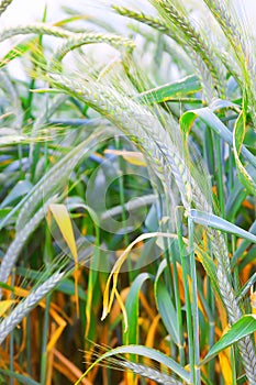 Field of ripe triticale ears