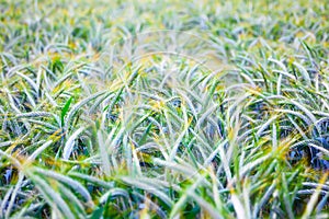 Field of ripe triticale ears