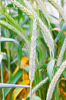 Field of ripe triticale ears