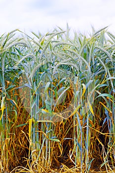 Field of ripe triticale ears