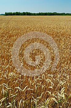 Field of ripe wheat