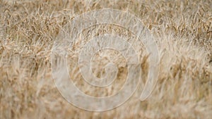 a field of ripe wheat