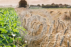 Field of ripe wheat