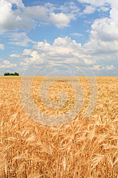 Field of ripe wheat