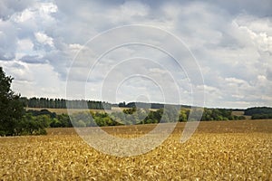 Field of ripe wheat