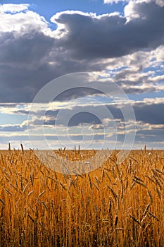 Field ripe wheat against background thickening clouds