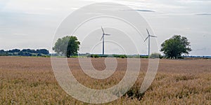 A field of ripe wheat in the background you can see two large windmills (turbines) generating electricity .