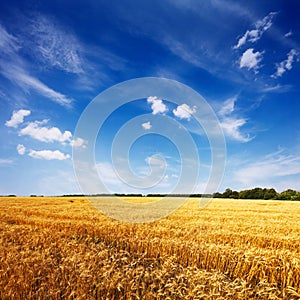 Field with ripe wheat and blue sky