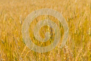 Field with ripe wheat close-up