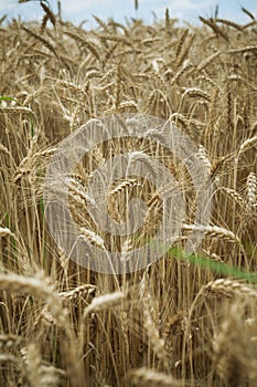 Field of ripe wheat, closeup