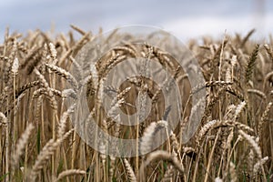 Field of ripe wheat in Denmark.
