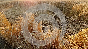 Field of ripe wheat with lodged wheat at sunset backlit