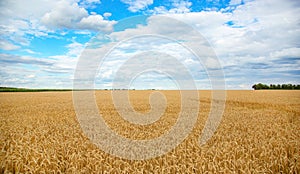 Field of ripe wheat under blue sky with clouds, harvest season. Agriculture and farming concept