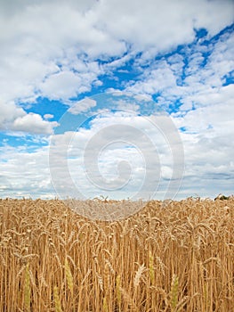 Field of ripe wheat under blue sky with clouds, harvest season. Agriculture and farming concept