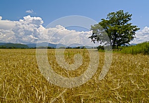 The Field ripe wheats Russia