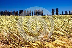 Field of ripe yellow barley with poplars and blue sky