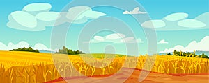 Field of ripe yellow wheat and blue sky landscape