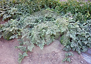 In the field ripen watermelons. Watermelon plant.