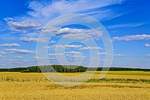 A field with ripening bread, a beautiful sky, a forest in the distance on a sunny summer day in the afternoon.