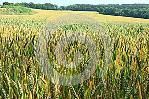 Field of ripening ears of wheat