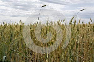 Field of ripening grain, barley, rye or wheat in the summer. Agriculture. Ukraine