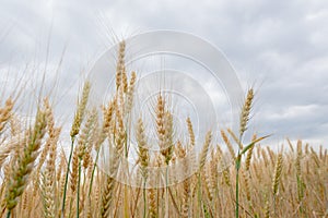 Field of ripening grain, barley, rye or wheat in the summer. Agriculture.Ukraine